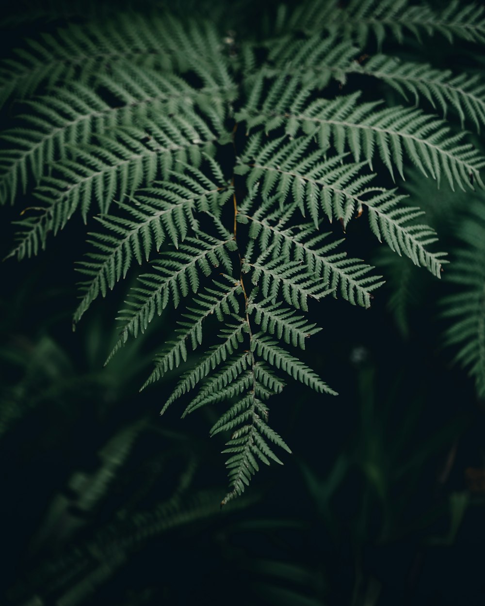 a close up of a green plant with lots of leaves