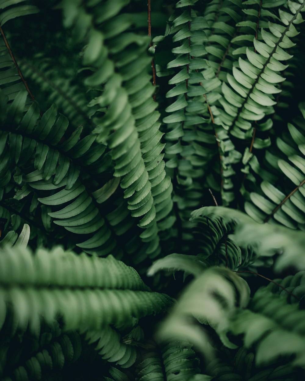green fern plant in close-up photo