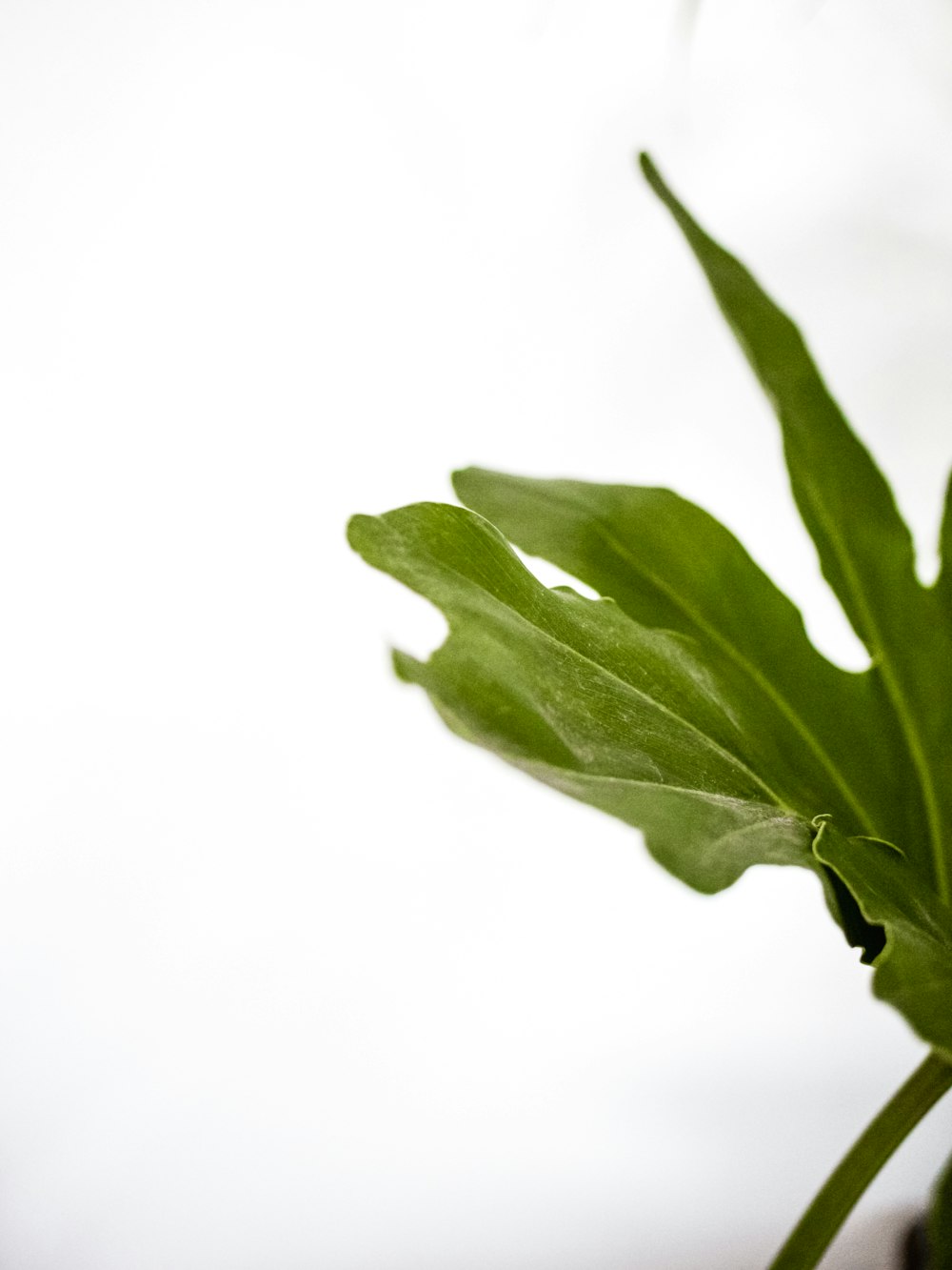 a close up of a plant with a white background