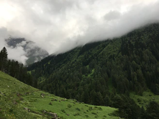 Lush green pine forests blanketing the rolling hills near Bhimber side.