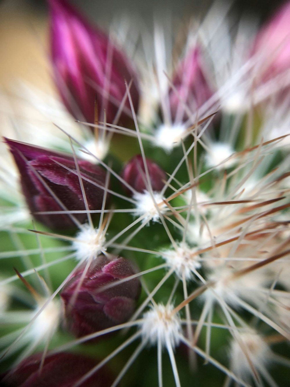 white dandelion