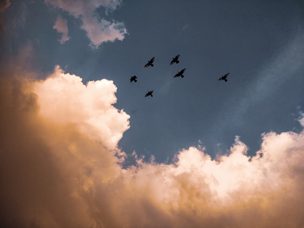 birds in mid air during day