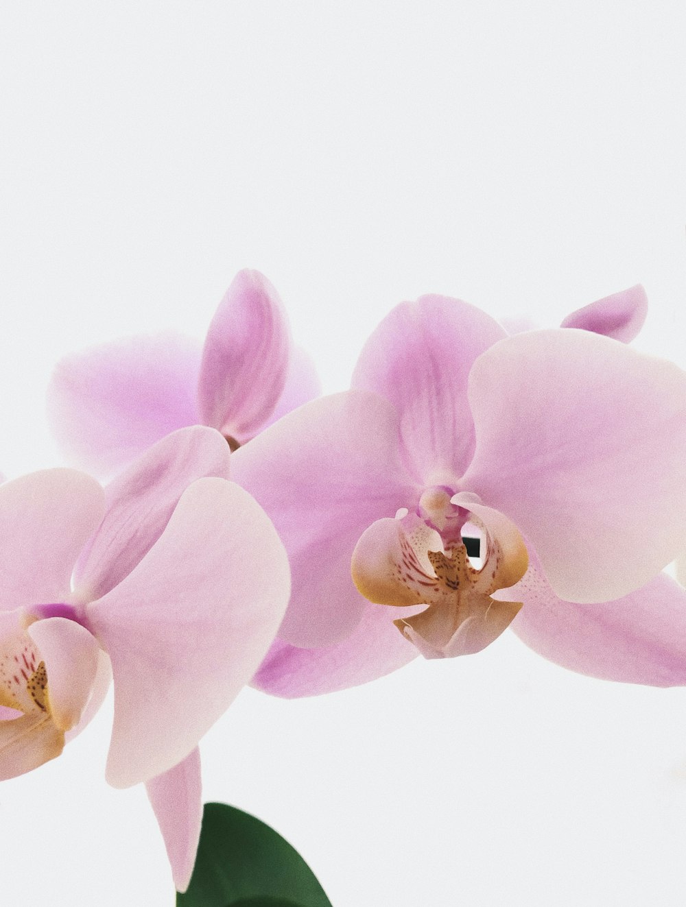 close up photography of pink moth orchid flower