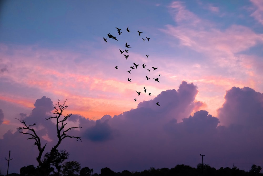 silhouette of flying bird