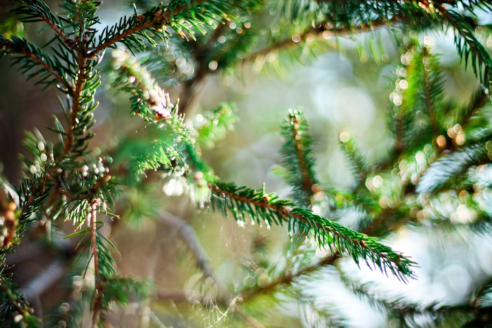 close-up photography of green Christmas tree