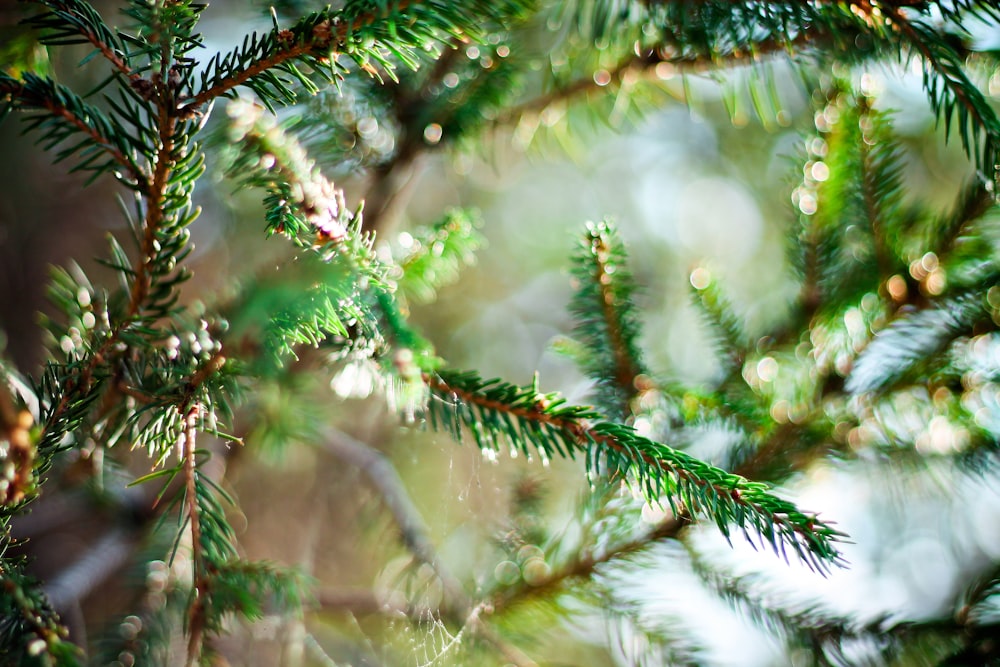 fotografía de primer plano del árbol de Navidad verde