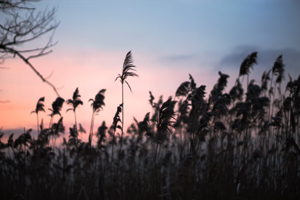 silhouette of plants during golden hour