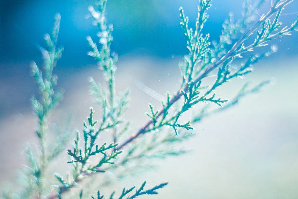 green leafed plant