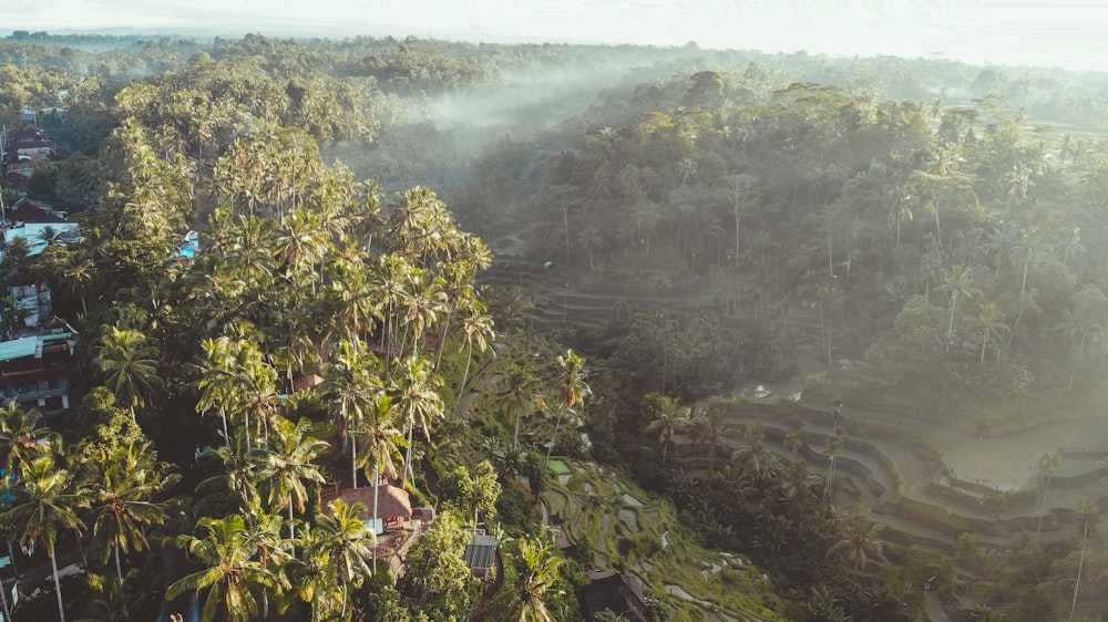 Fotografia de alto ângulo de coqueiros verdes