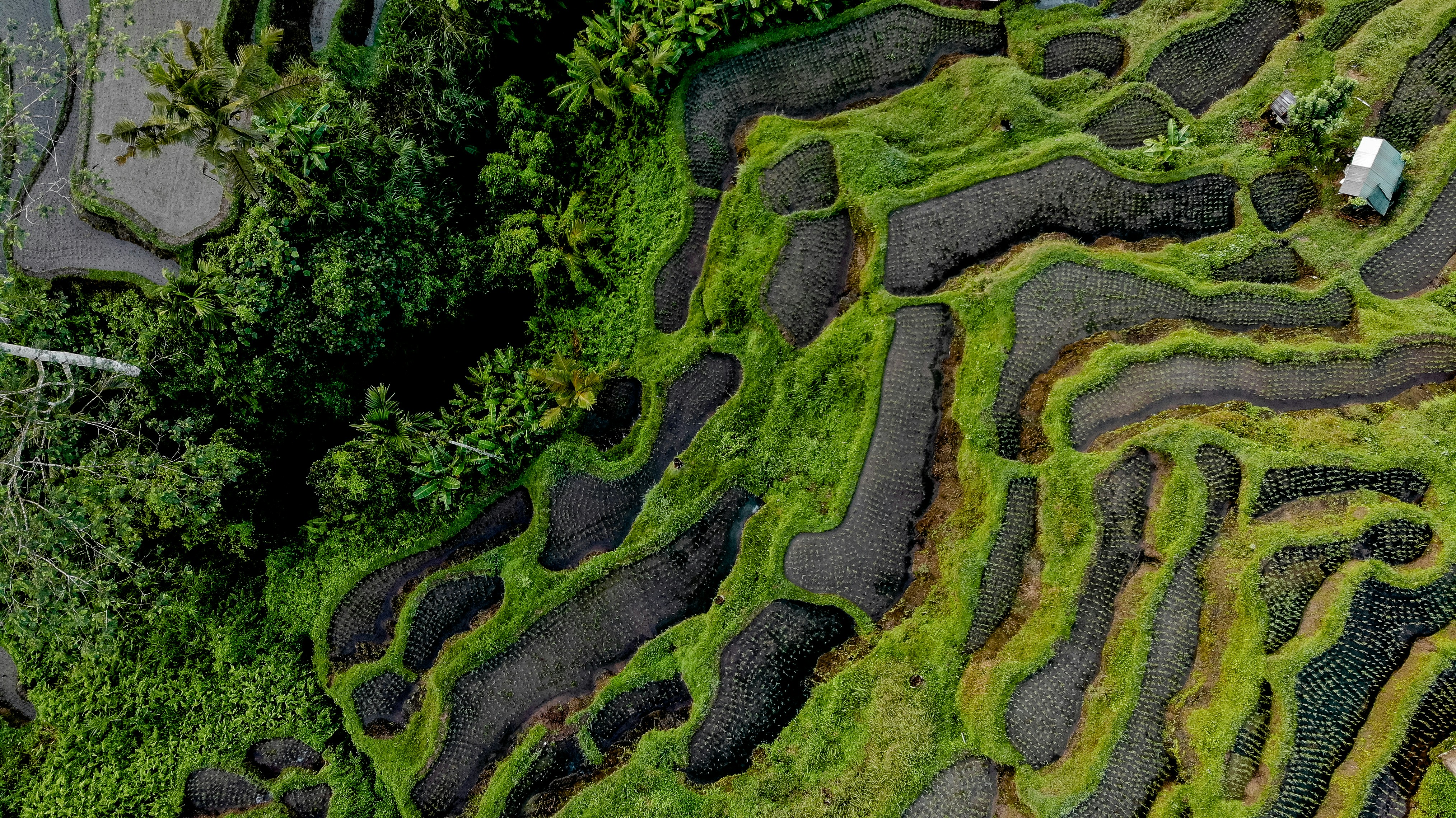 Ifugao Rice Terraces, Philippines - The rice field looks ready from above