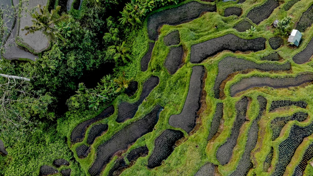 fotografia de alto ângulo de plantas de folhas verdes