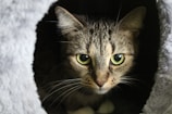 A tabby cat with striking green eyes gazes intently from within a dark, cozy enclosure, surrounded by soft, gray fabric.
