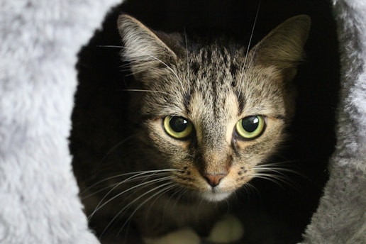 A tabby cat with striking green eyes gazes intently from within a dark, cozy enclosure, surrounded by soft, gray fabric.