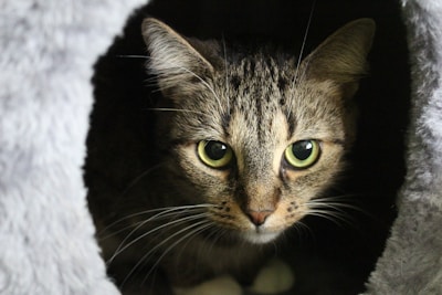 A tabby cat with striking green eyes gazes intently from within a dark, cozy enclosure, surrounded by soft, gray fabric.