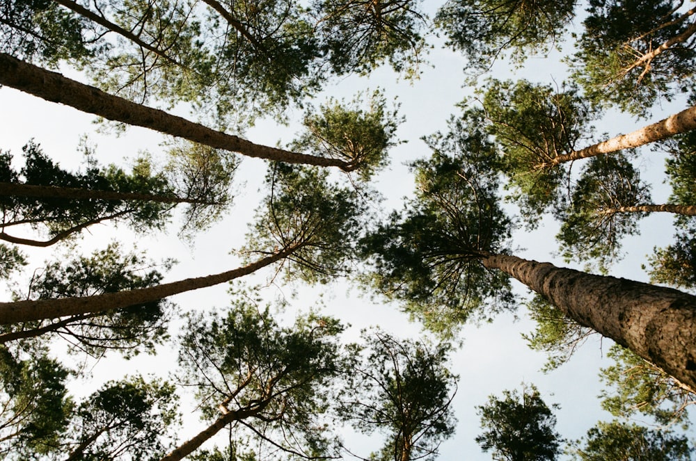 Fotografía de ángulo bajo de árboles de hoja verde