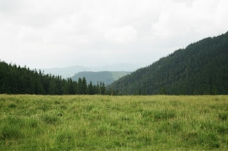 mountain covered with green leafed trees