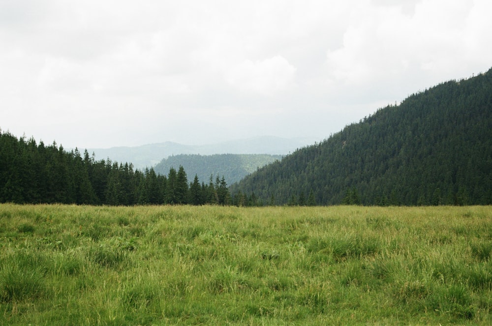 mountain covered with green leafed trees