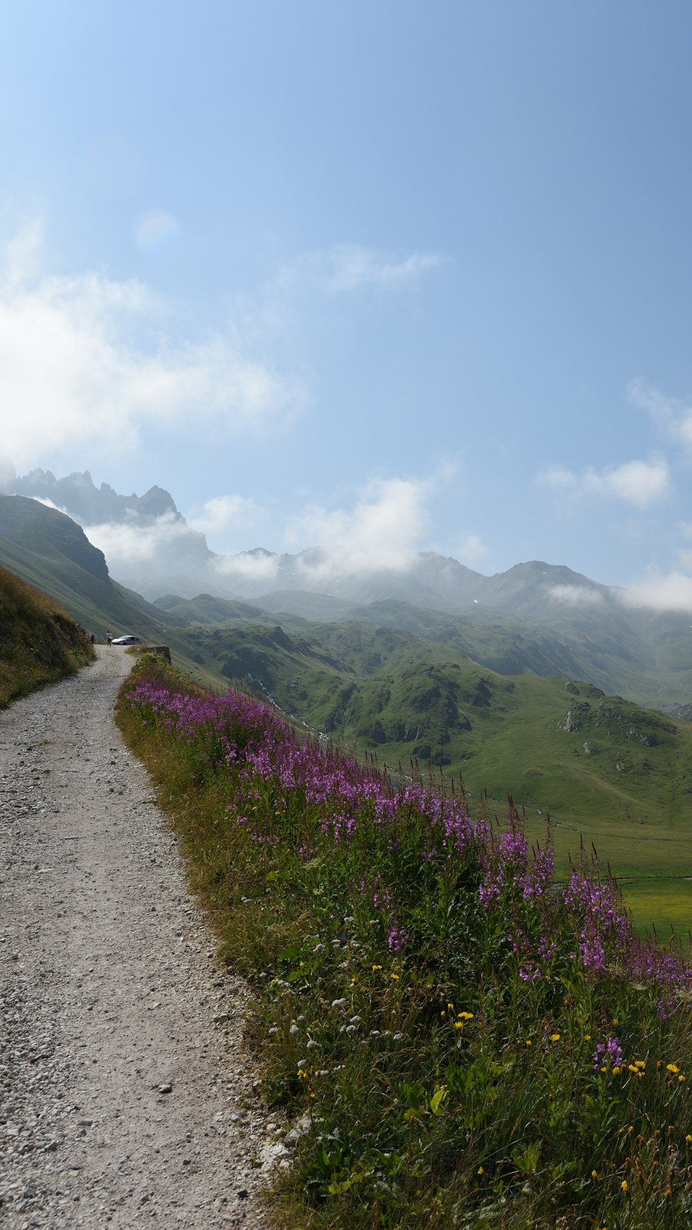 purple petaled flower field\