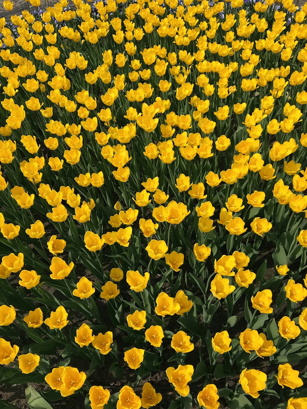 노란 튤립 꽃밭