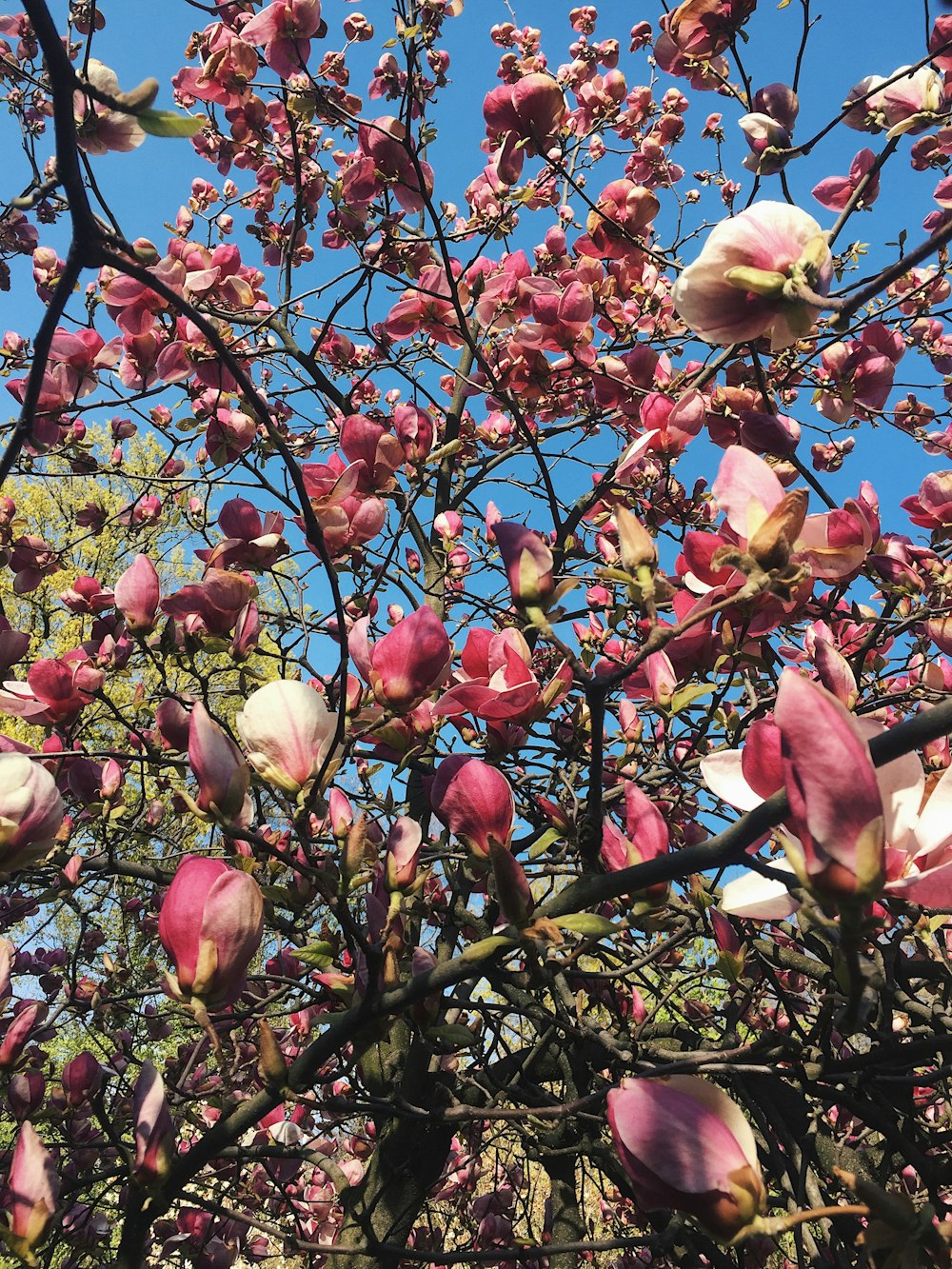 pink petaled flowers under clear blue sky during daytime