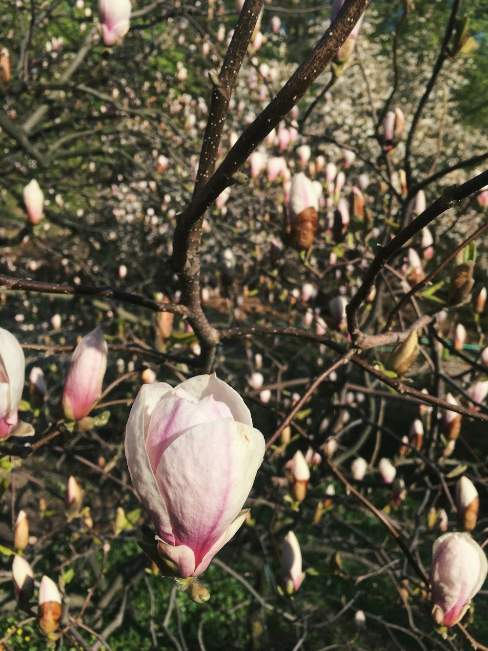 white and pink petaled flowers