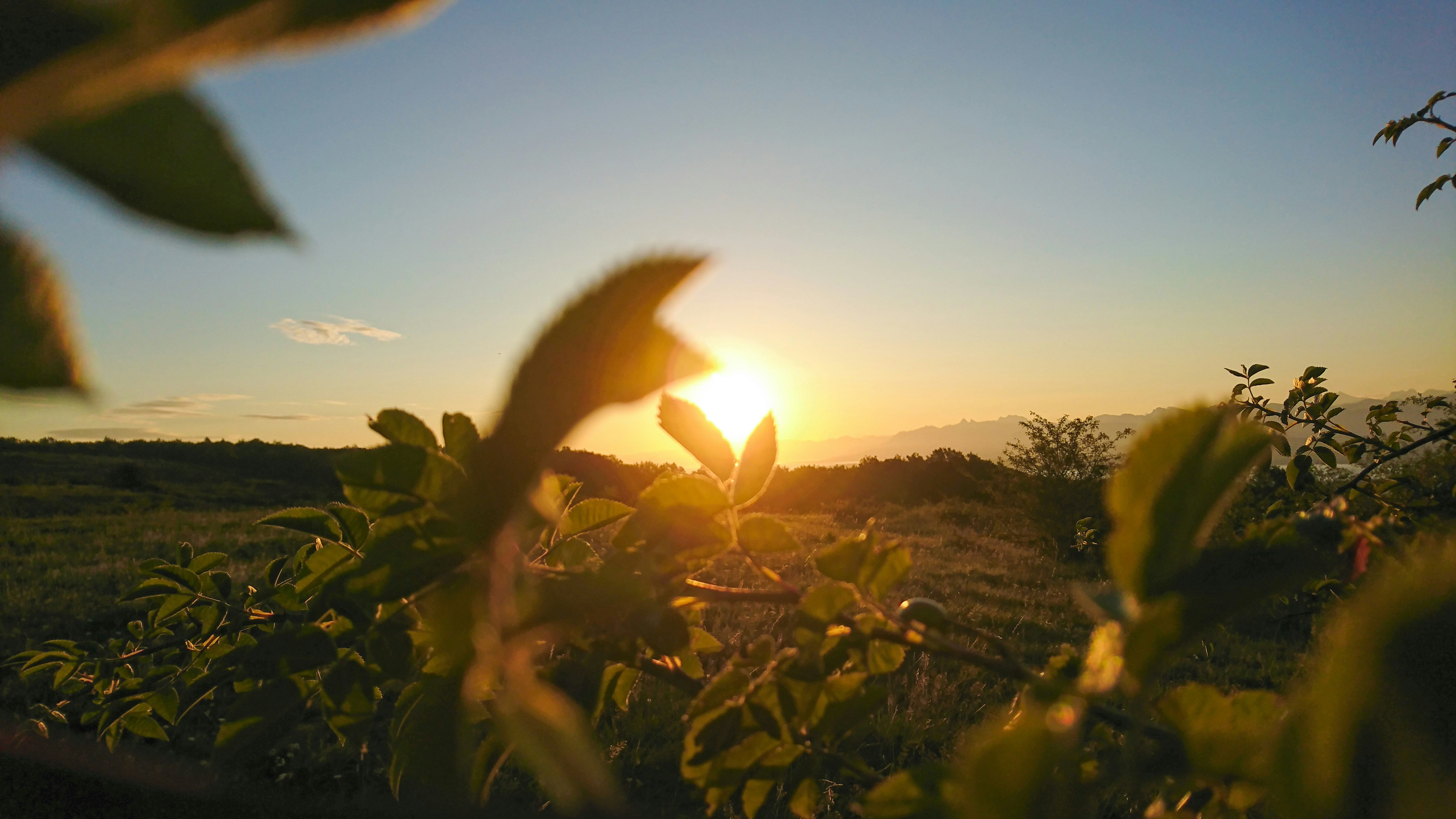 Rug Proof header image