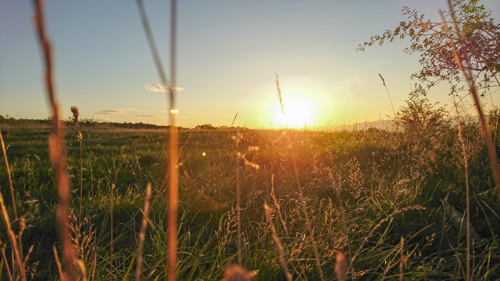 tree on grass field during sunrise