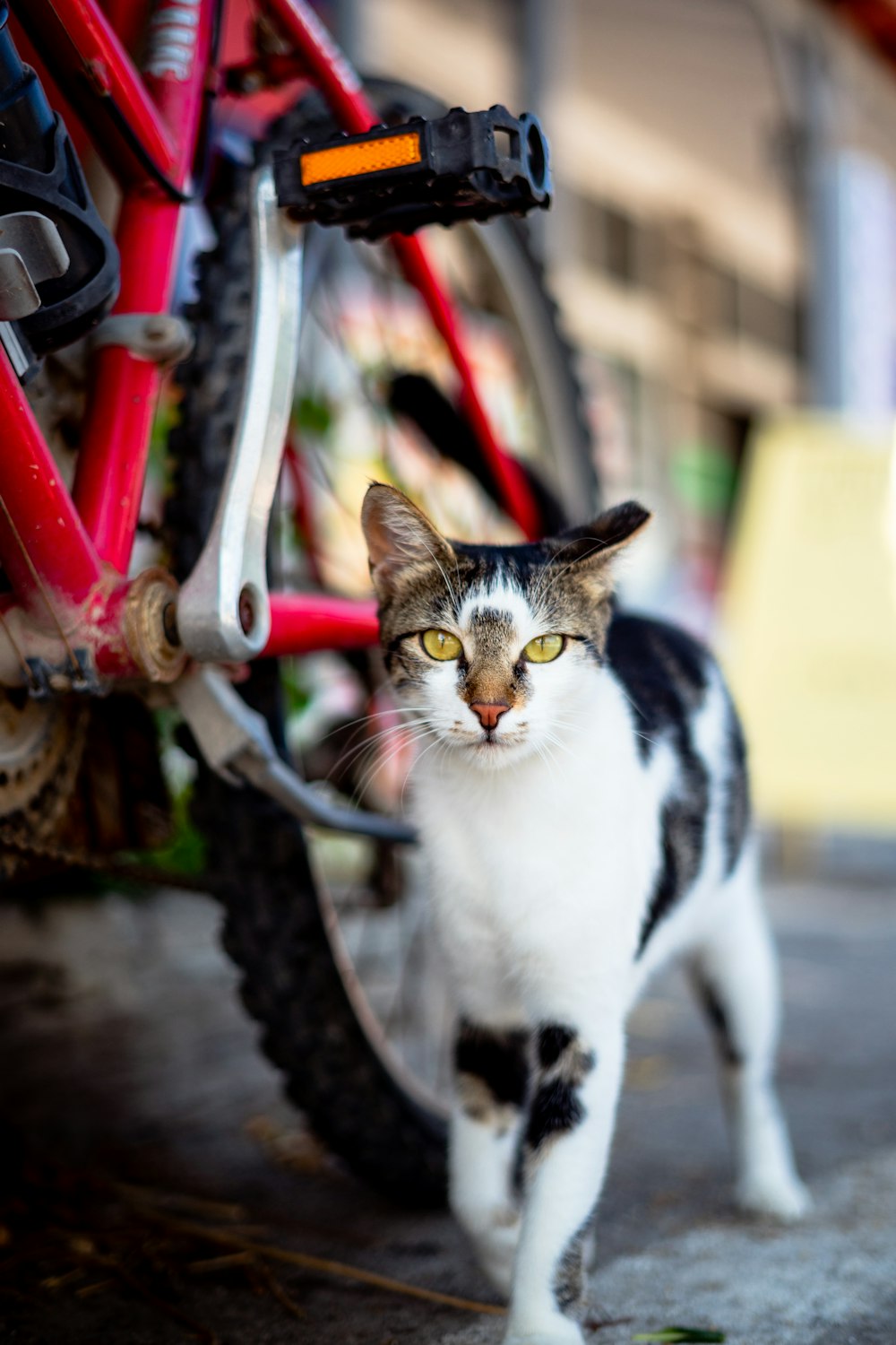 빨간 자전거 옆에 흰색과 검은 고양이의 선택적 초점 사진