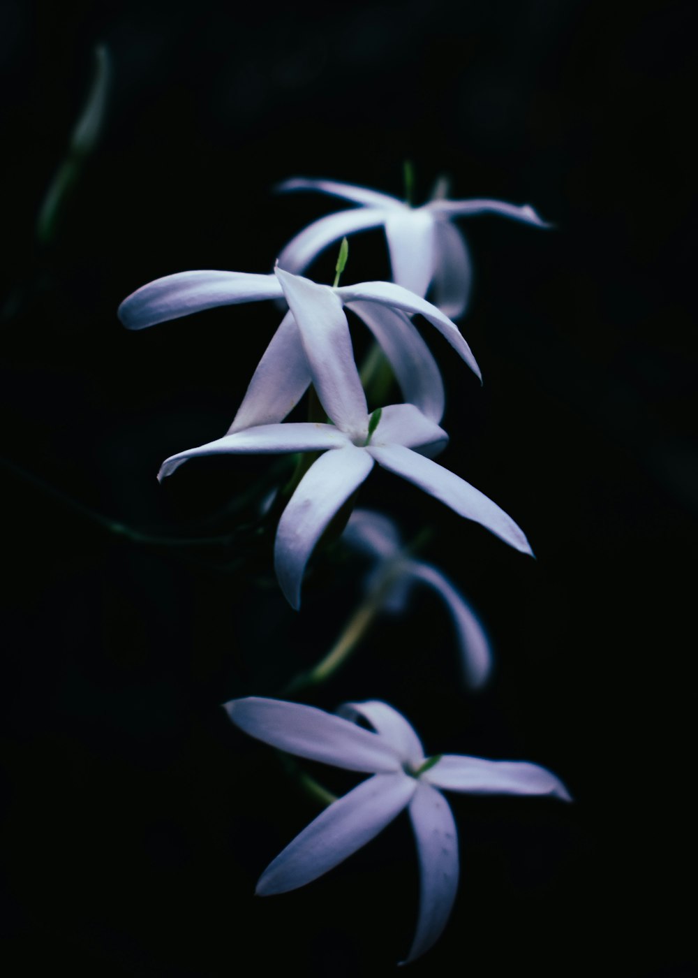 fotografia de foco seletivo de flores de pétalas brancas