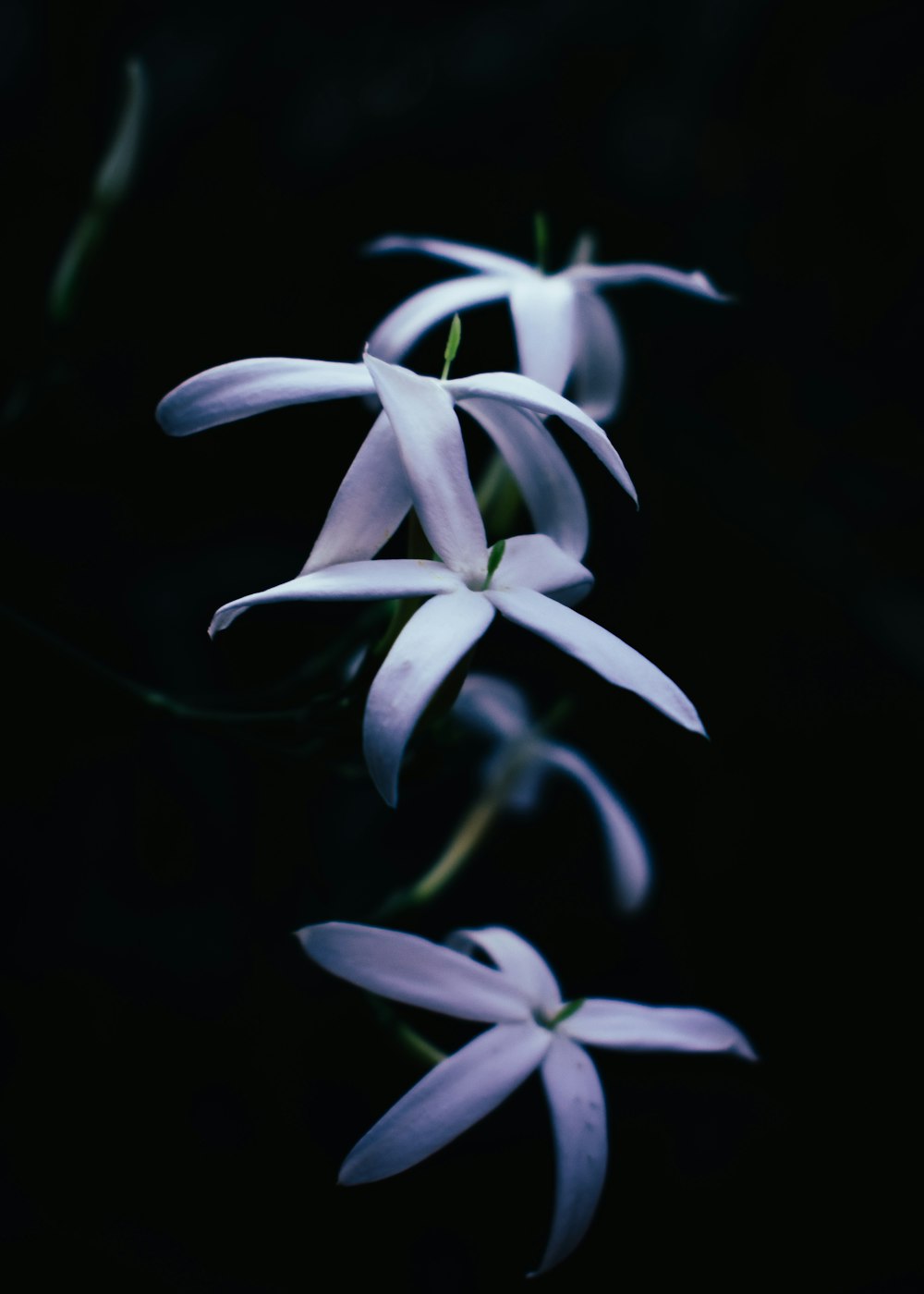 photographie de fleurs à pétales blancs avec mise au point sélective