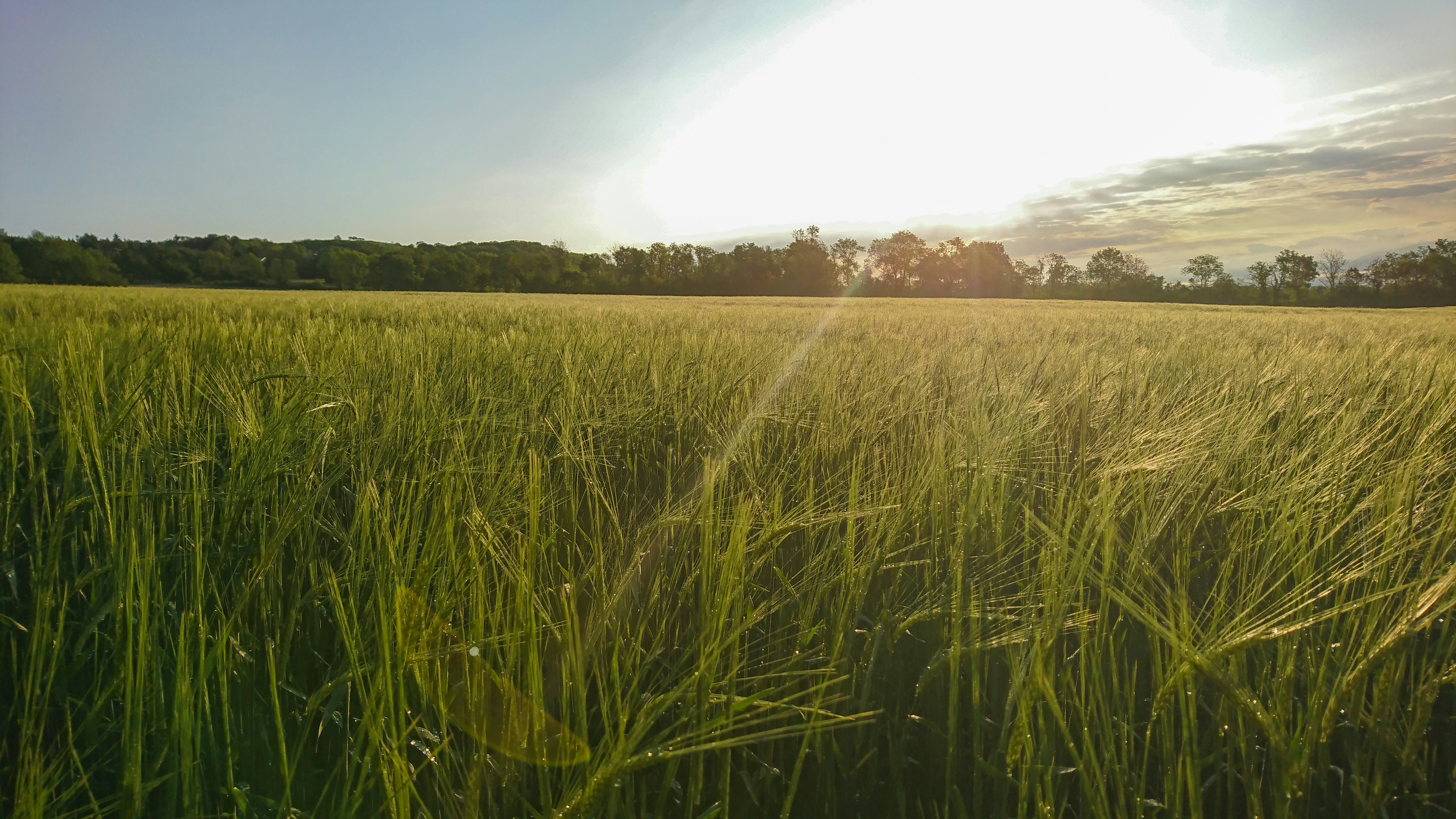 green rice field