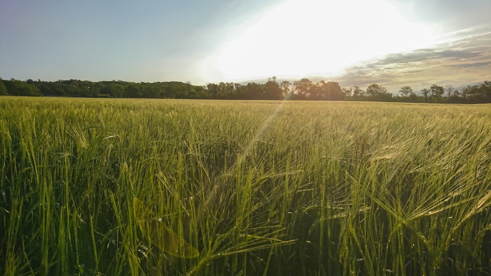 green rice field