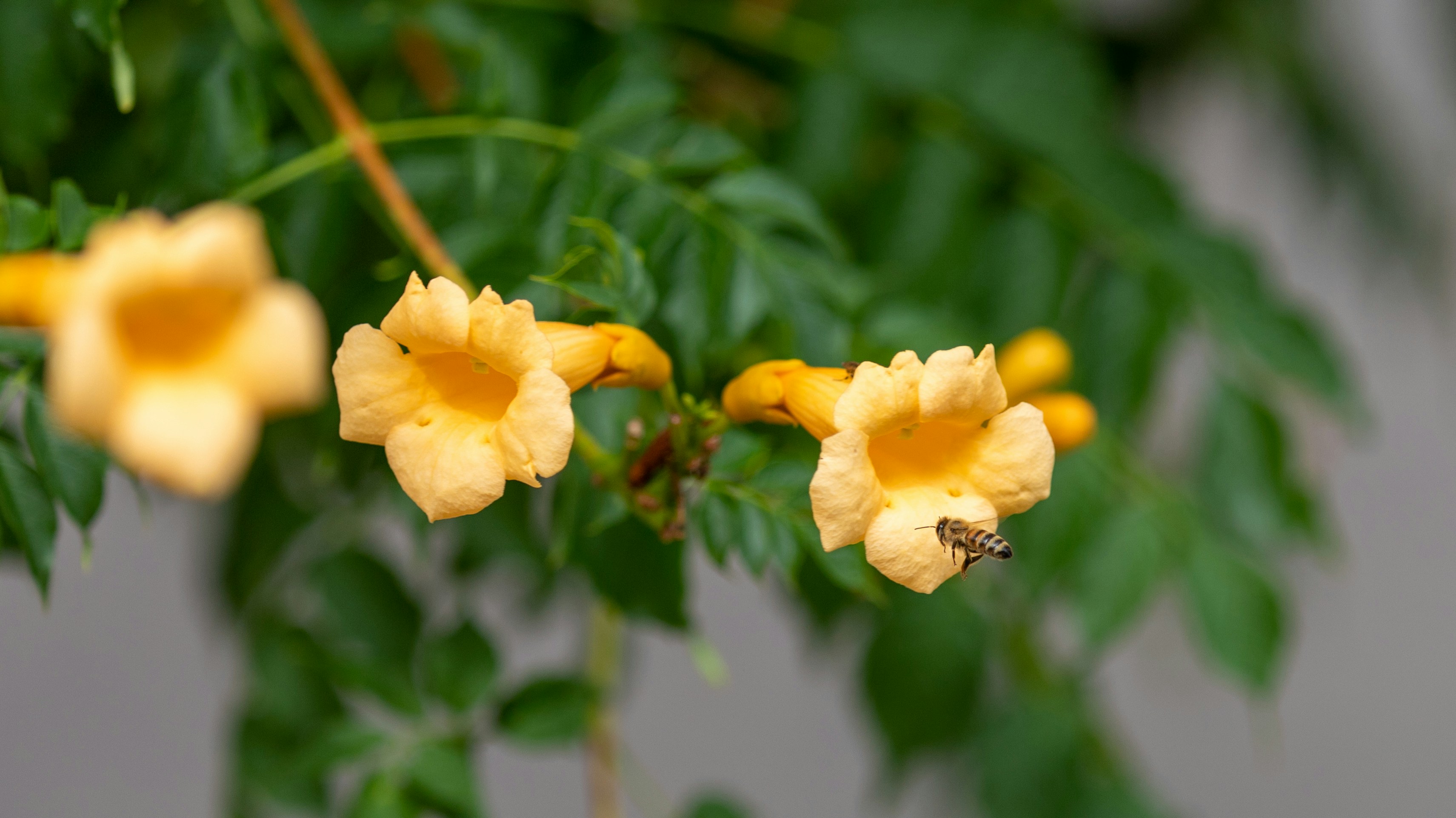 Yellow Orchid Vine Pictures Download Free Images On Unsplash