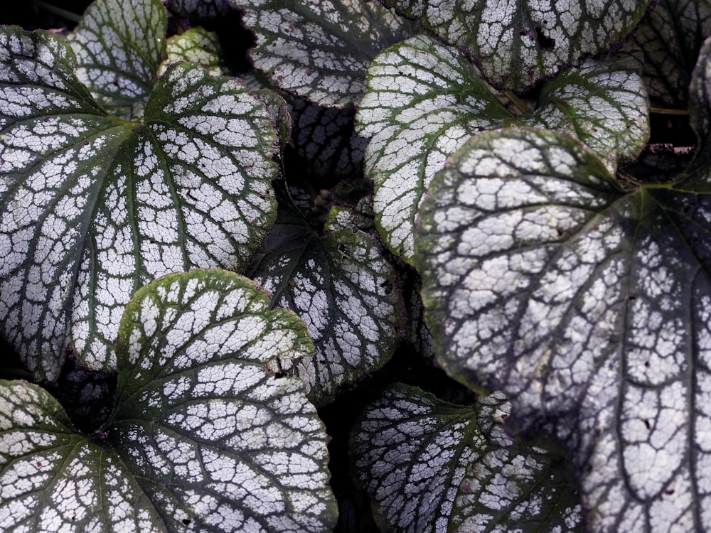 white and green leafed plants