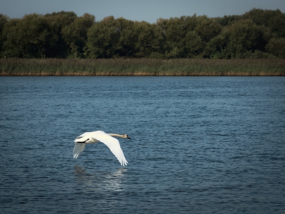 Uccello in volo sull'acqua