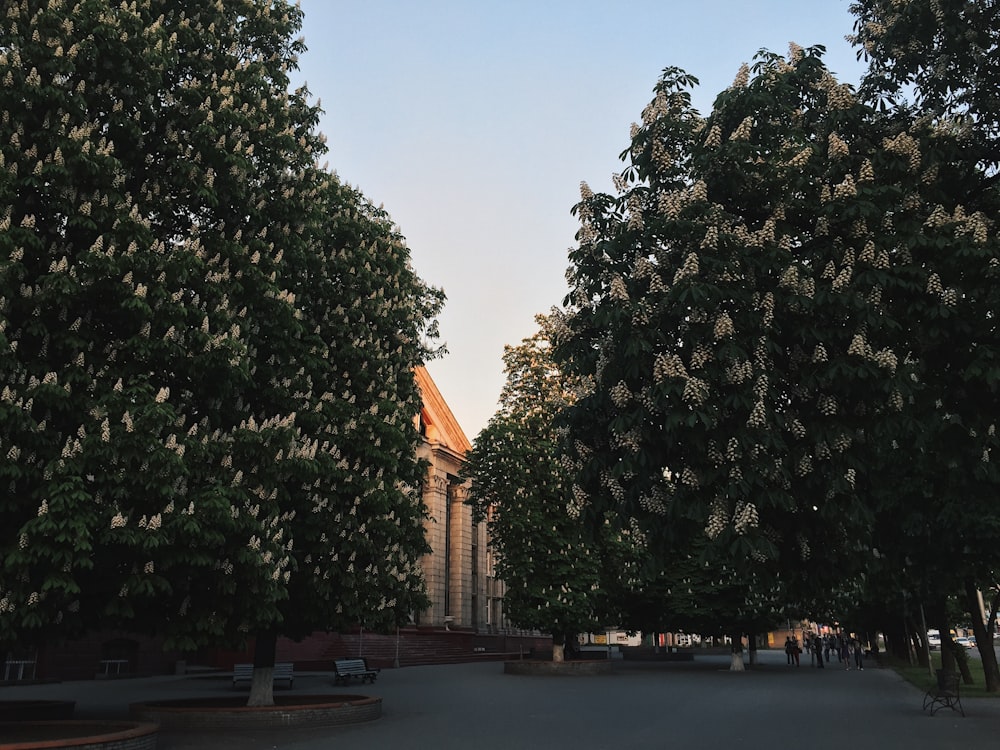 green-leafed trees