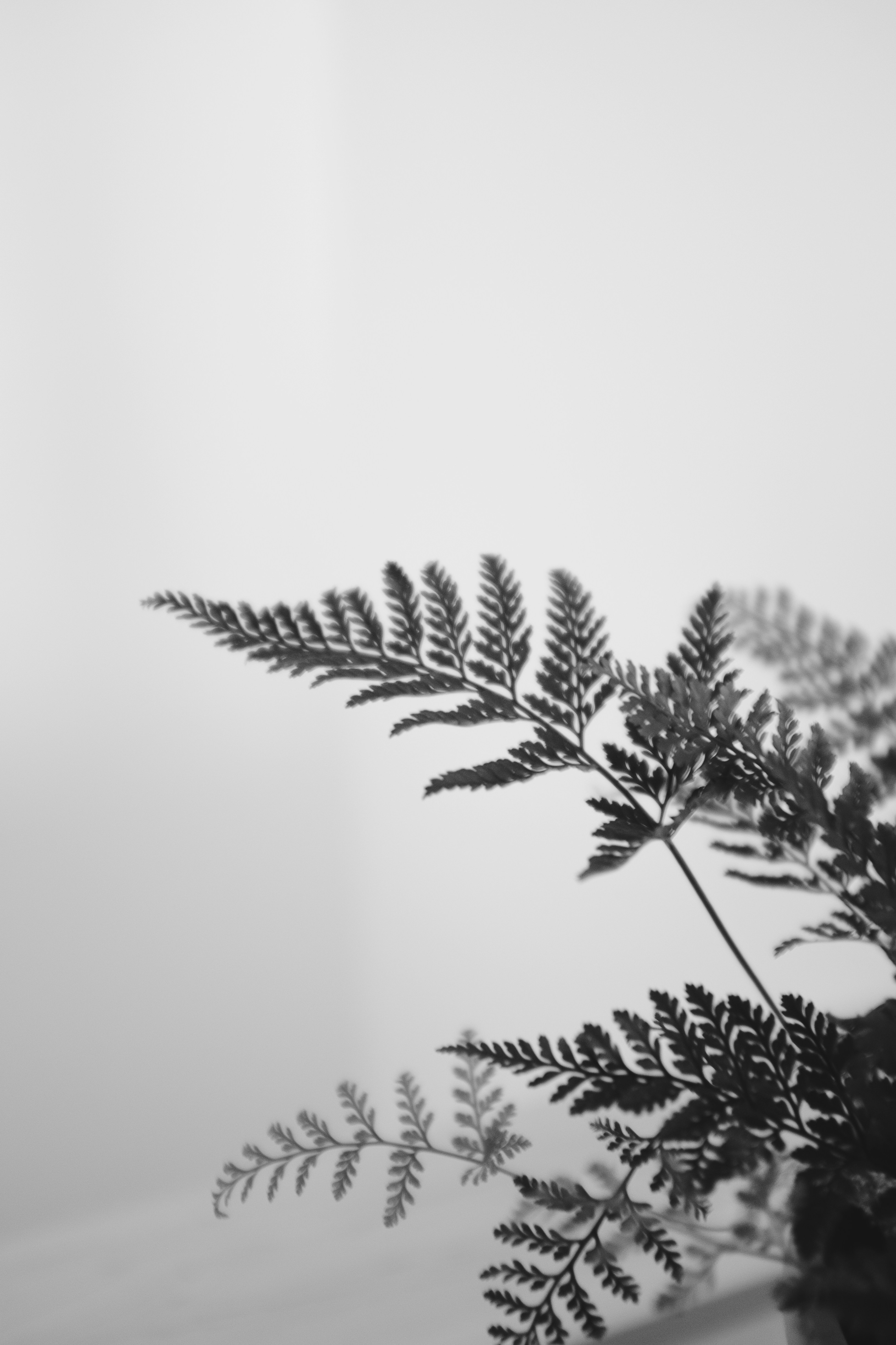 Preserved bulk fern plants on a wooden shelf.