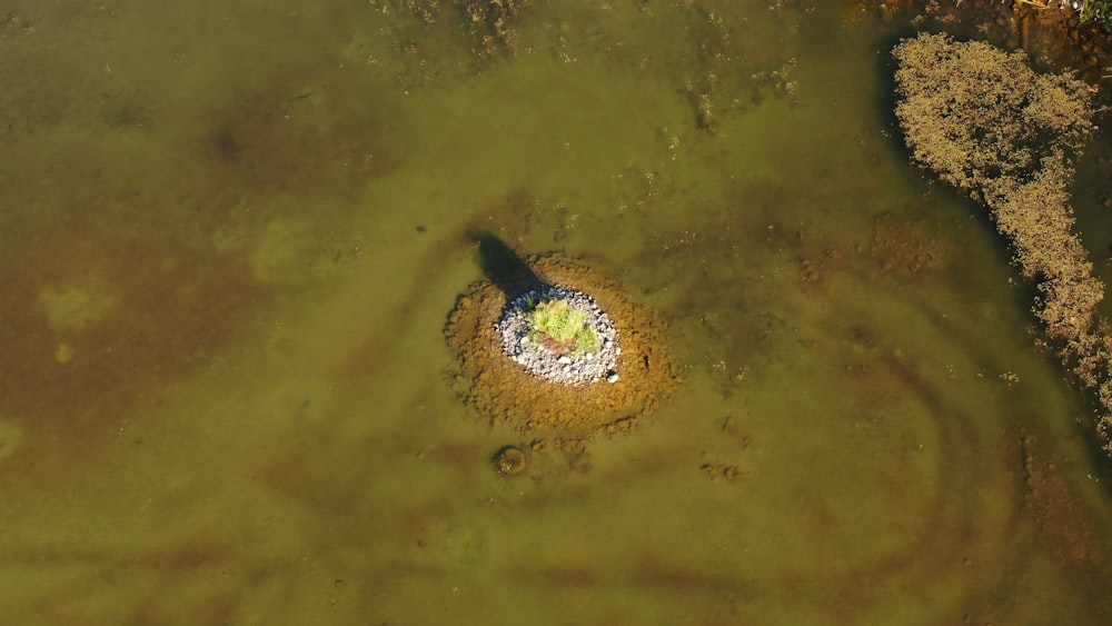 an aerial view of a green pond with a tree in it