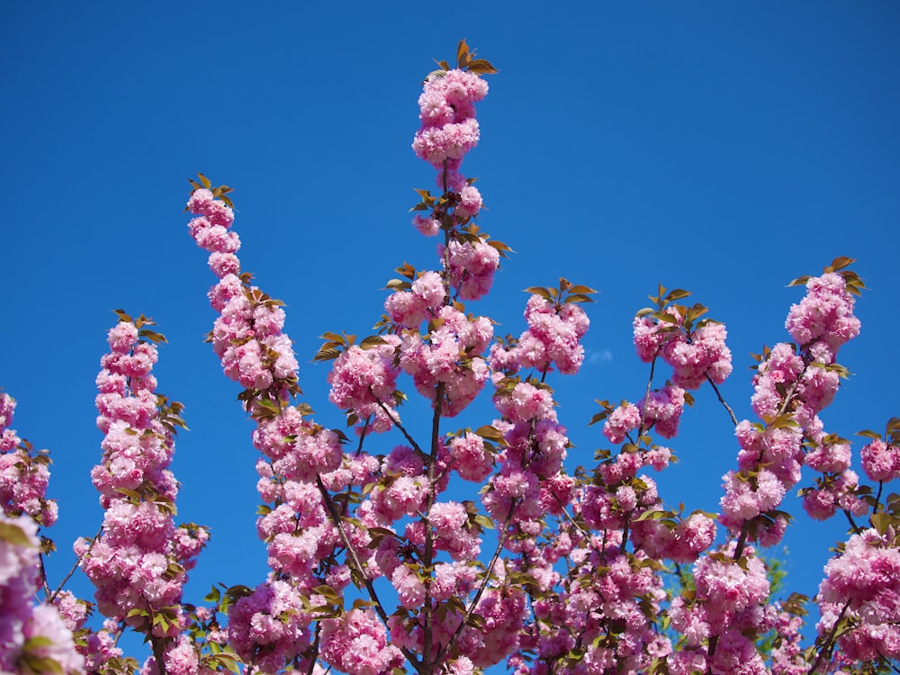 pink flowering tree