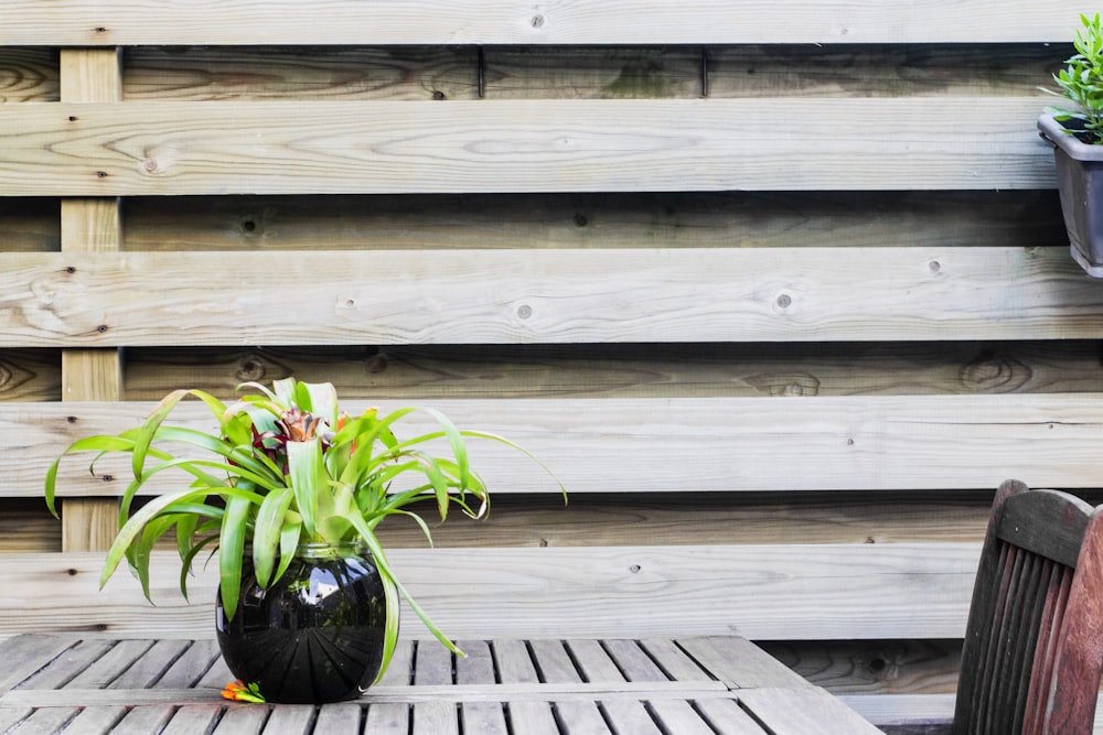 green plant on black pot beside wall