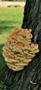 Happy Stack Kit