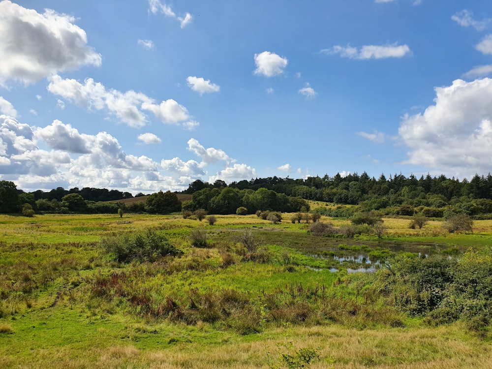 green pasture under blue sky