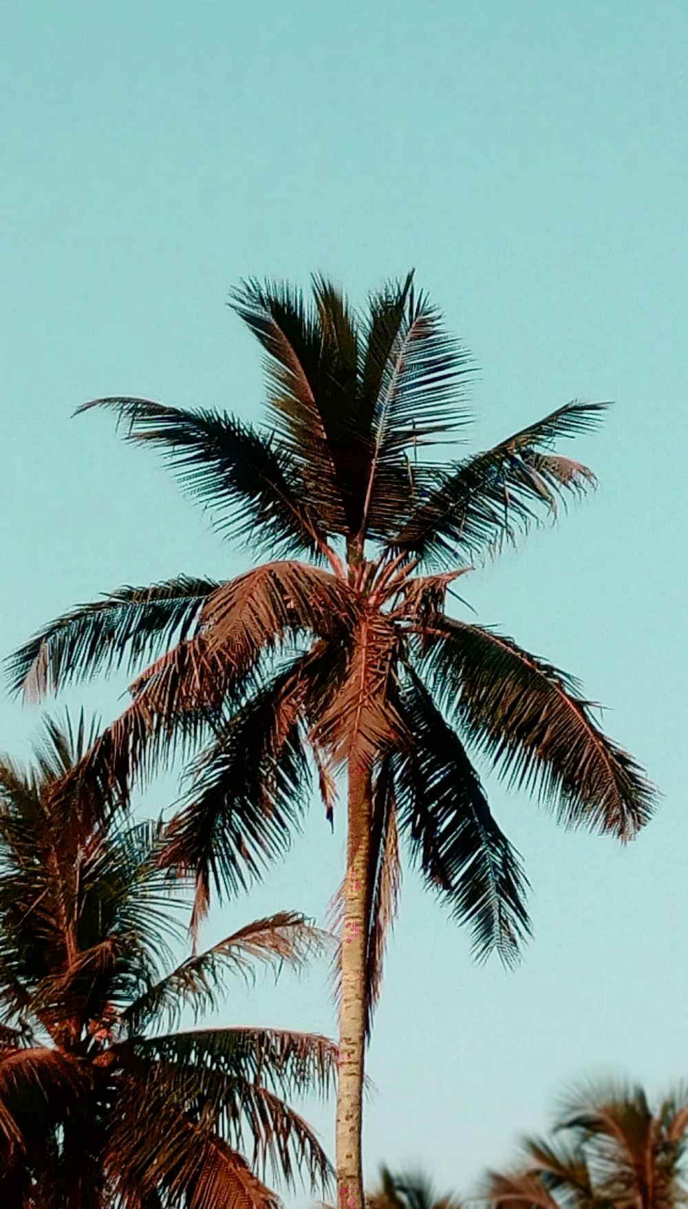 green palm tree during daytime