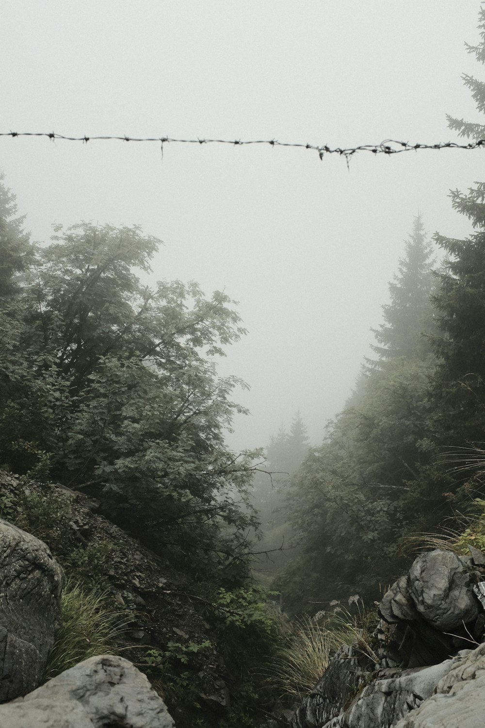 a black and white photo of a foggy forest