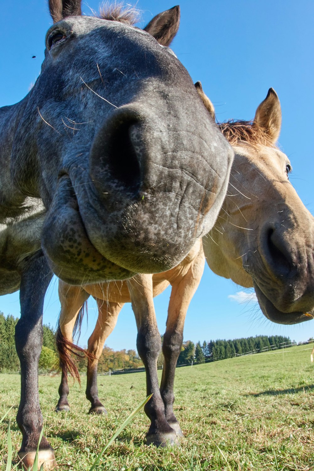 brown horses