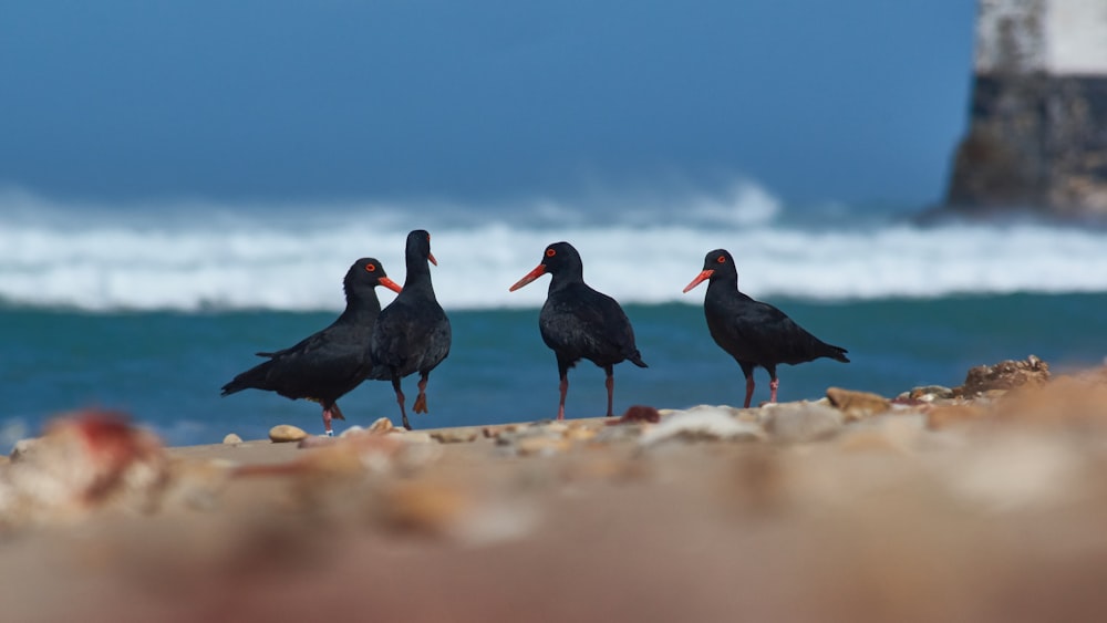 four black birds