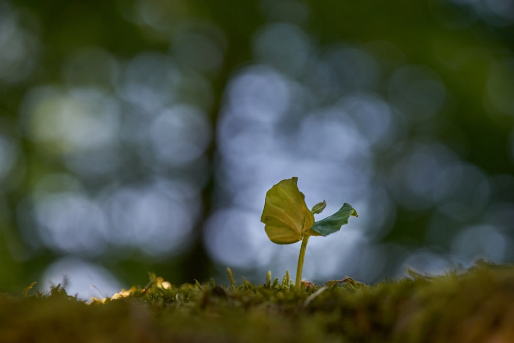 a small green plant sprouts from the moss