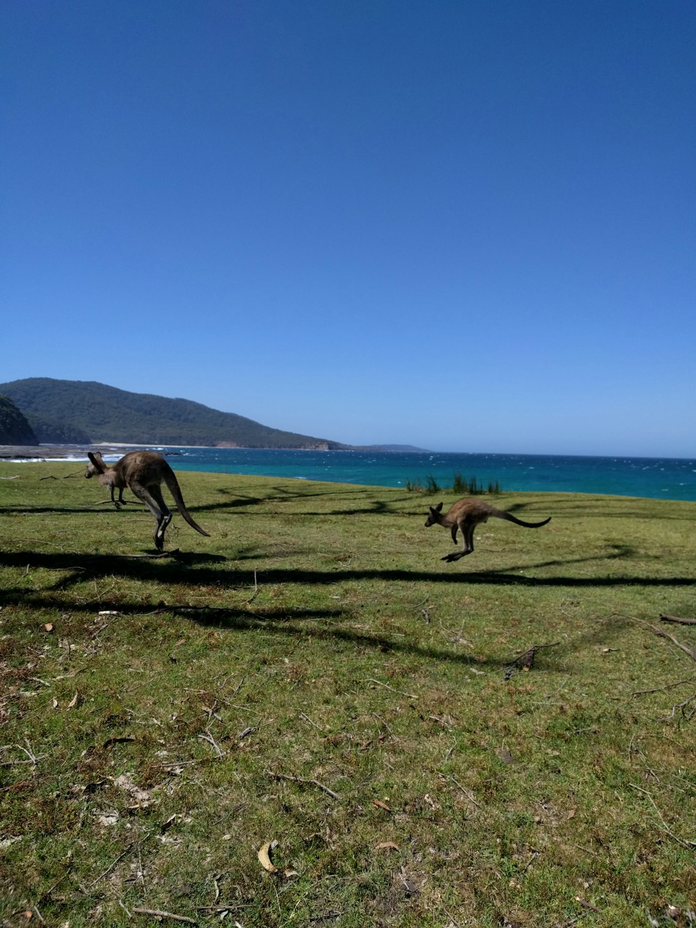 brown kangaroos