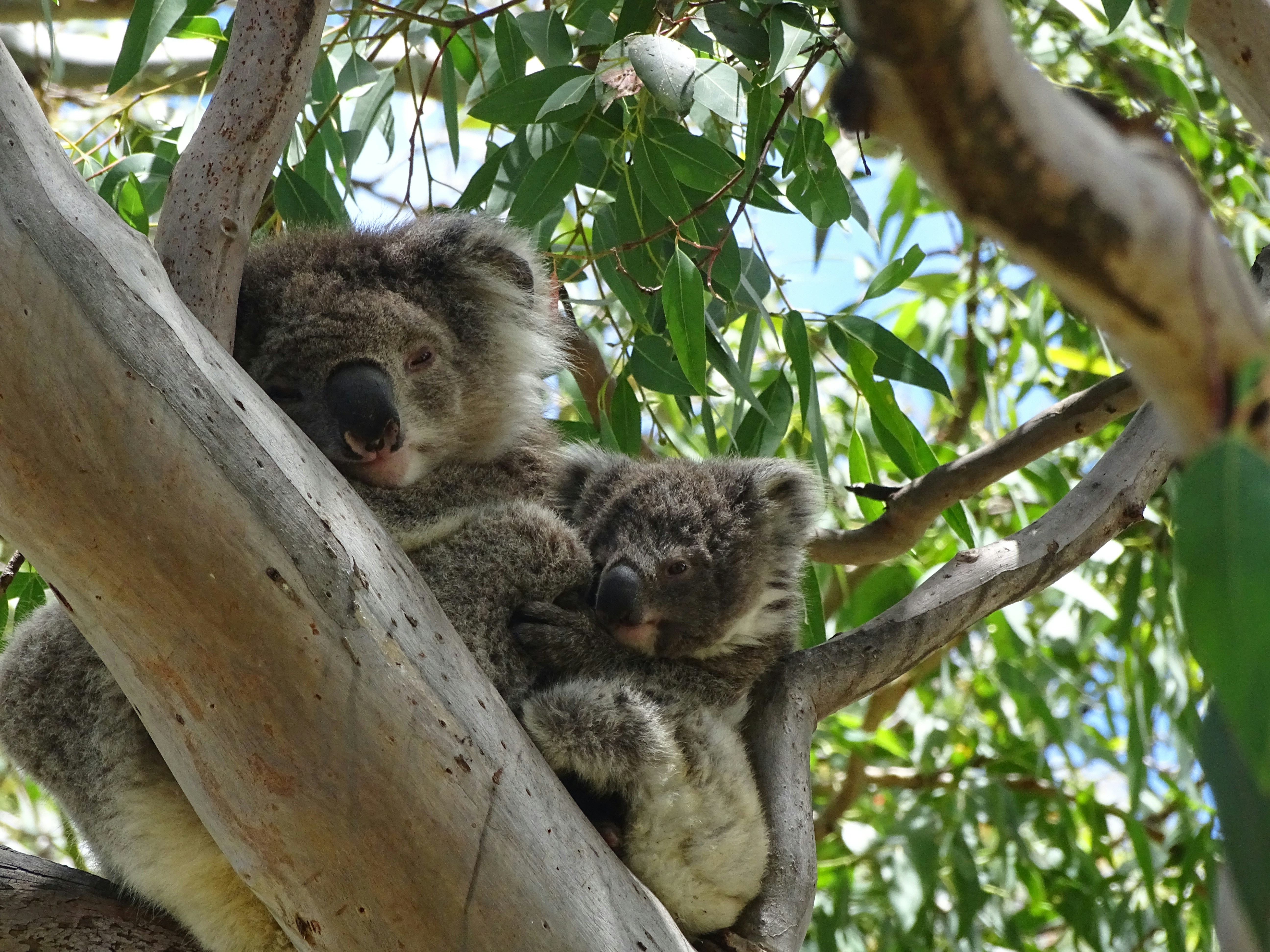 two grey Koala bears on tree during daytime, 