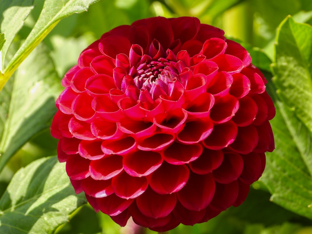 round red flower